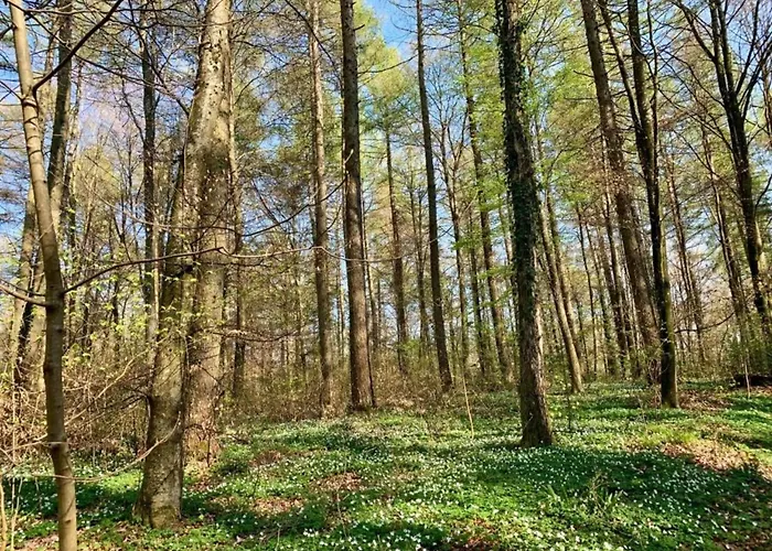 Casa de Férias Eifel Countryside Comfort *